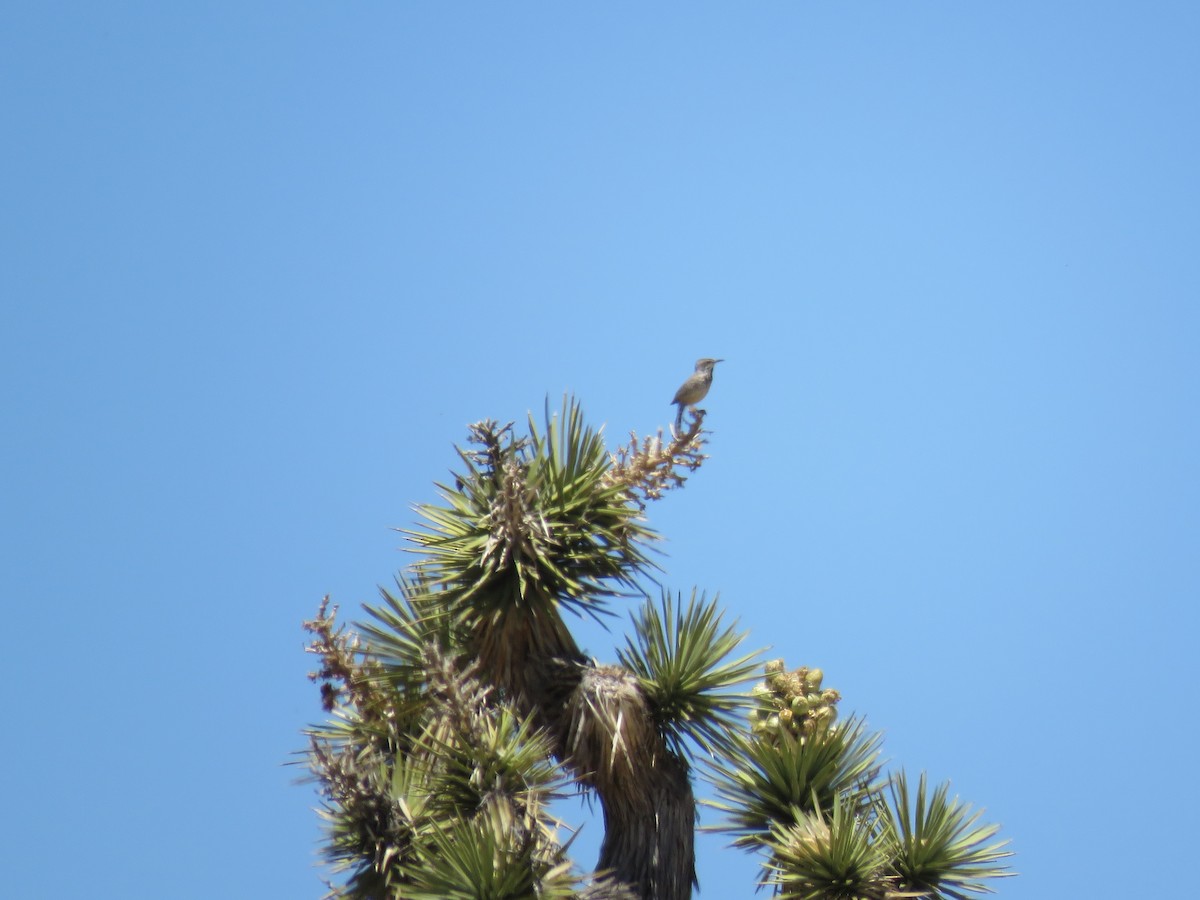 Cactus Wren - ML458250661