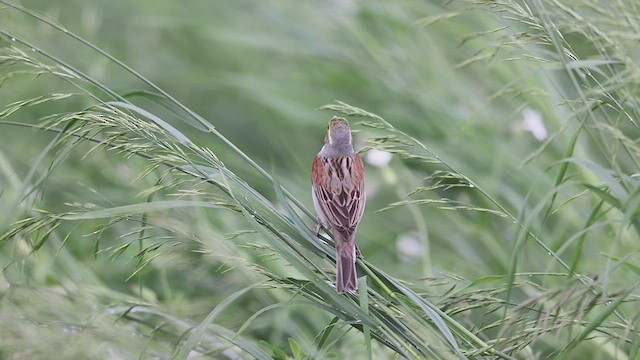 Dickcissel d'Amérique - ML458250951