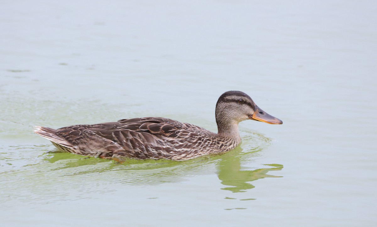 Canard colvert - ML458251301