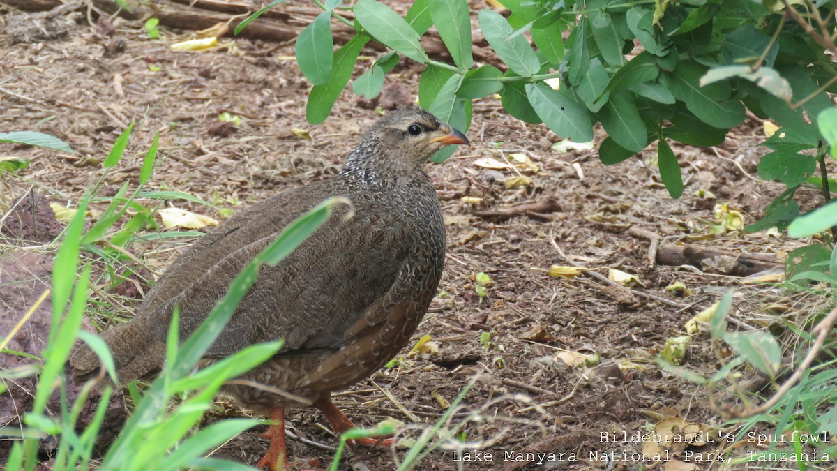 Francolin de Hildebrandt - ML458251601