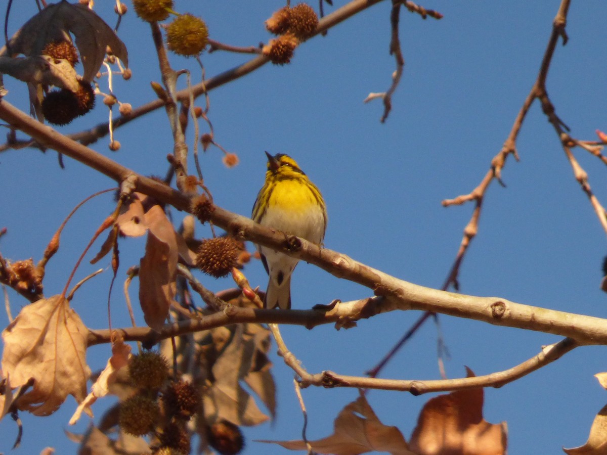 Townsend's Warbler - ML45825181