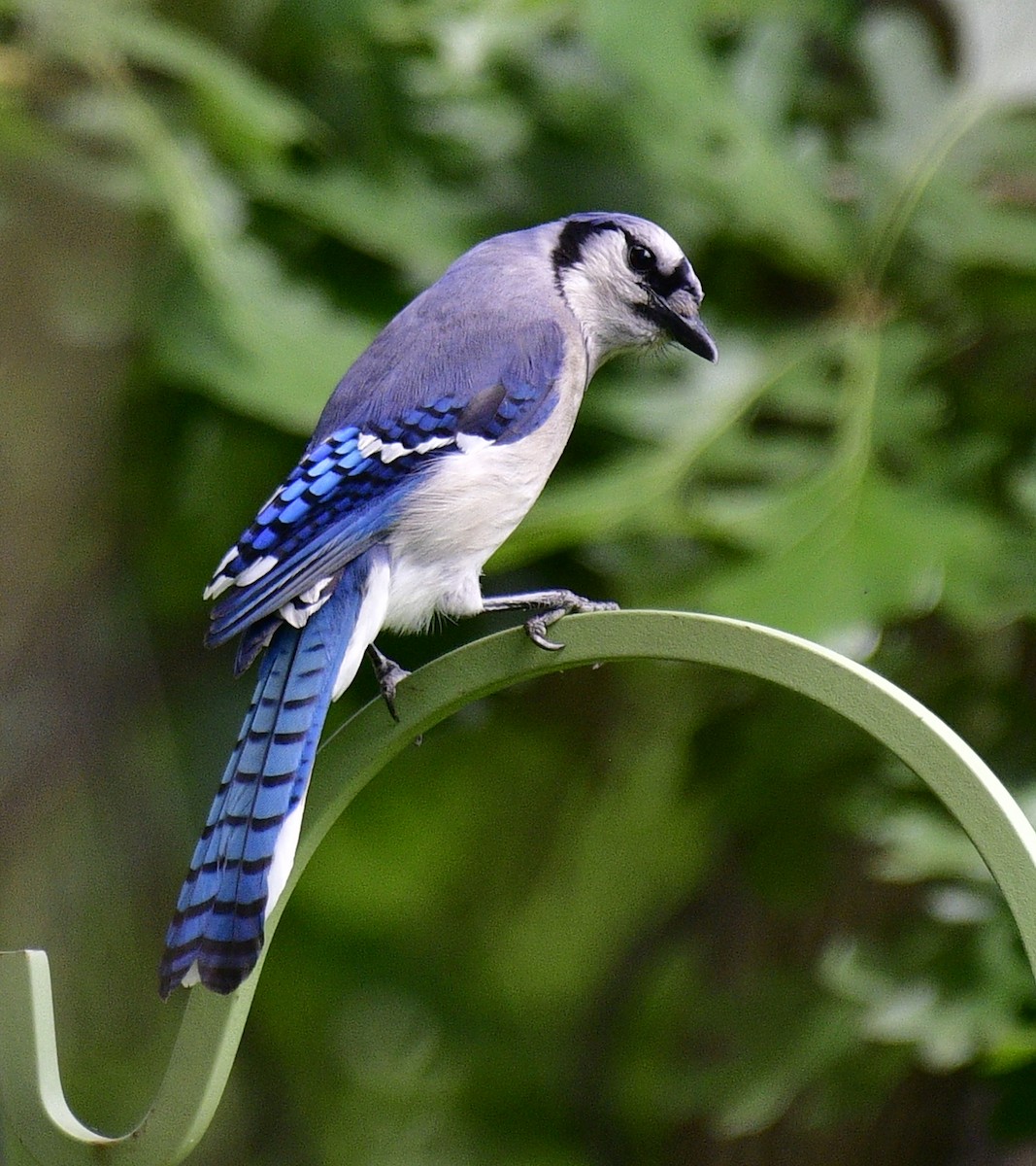 Blue Jay - ML458252091