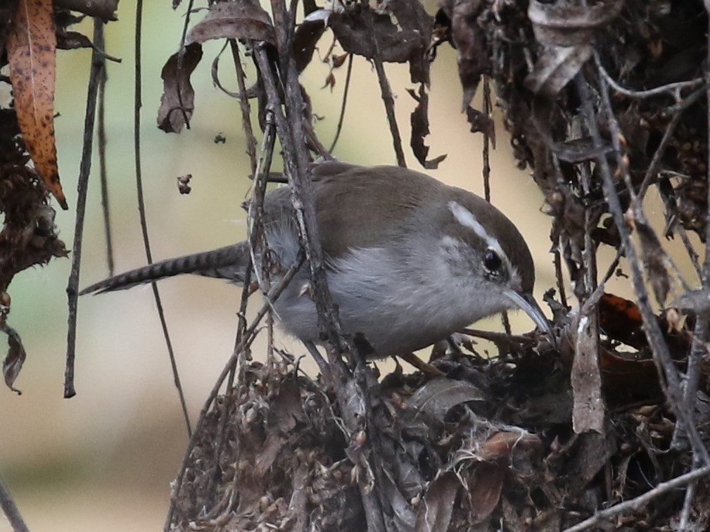 Bewick's Wren - Laura Ellis