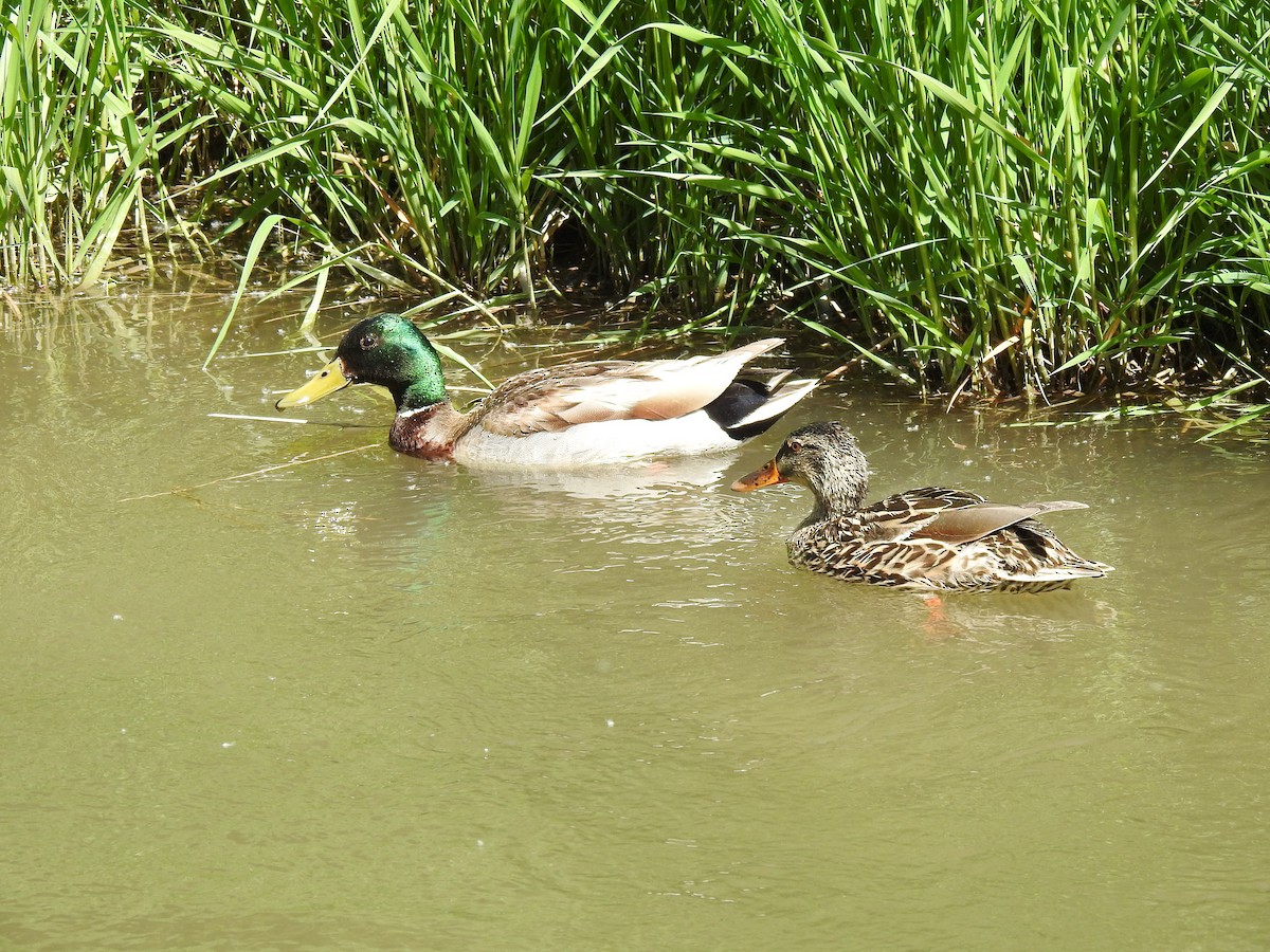 Mallard - valerie pelchat