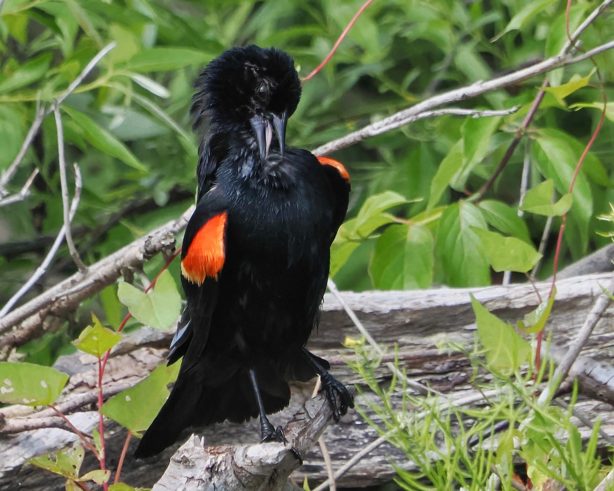 Red-winged Blackbird - ML458254261