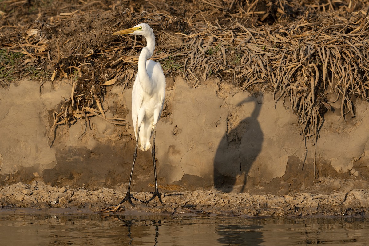 Great Egret - ML458254401