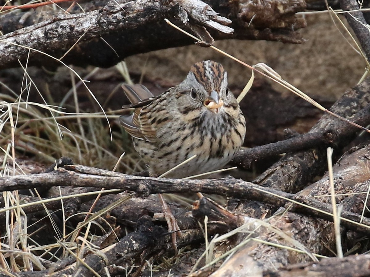 Lincoln's Sparrow - ML45825481