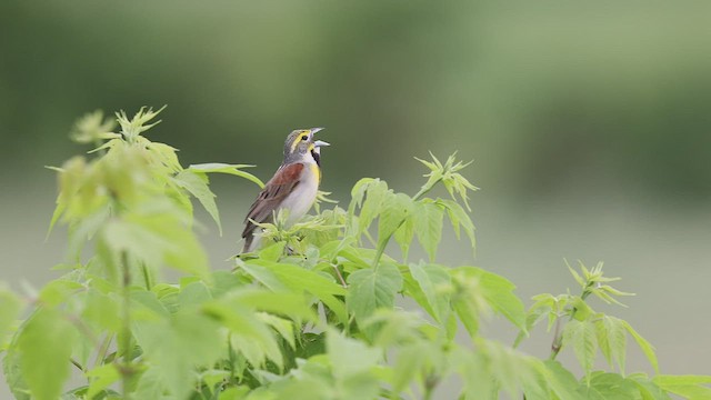 ムナグロノジコ - ML458255651