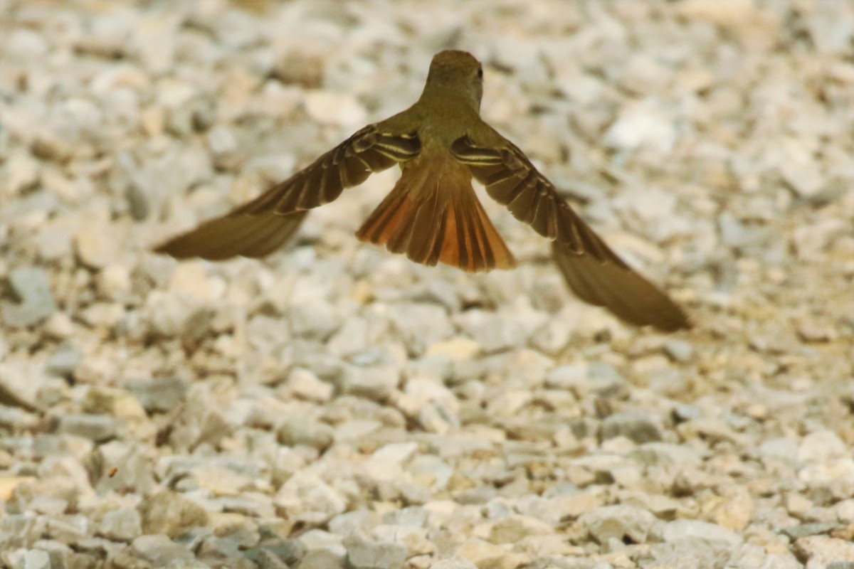 Great Crested Flycatcher - ML458255671