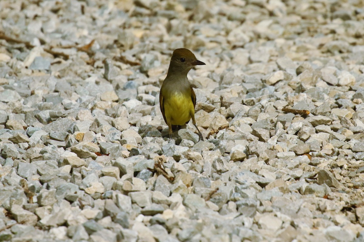 Great Crested Flycatcher - ML458255691