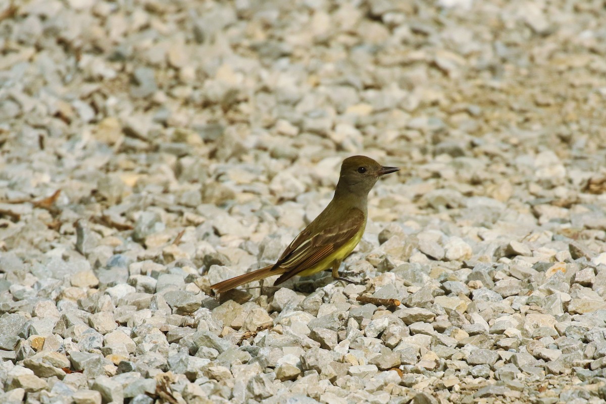 Great Crested Flycatcher - ML458255701