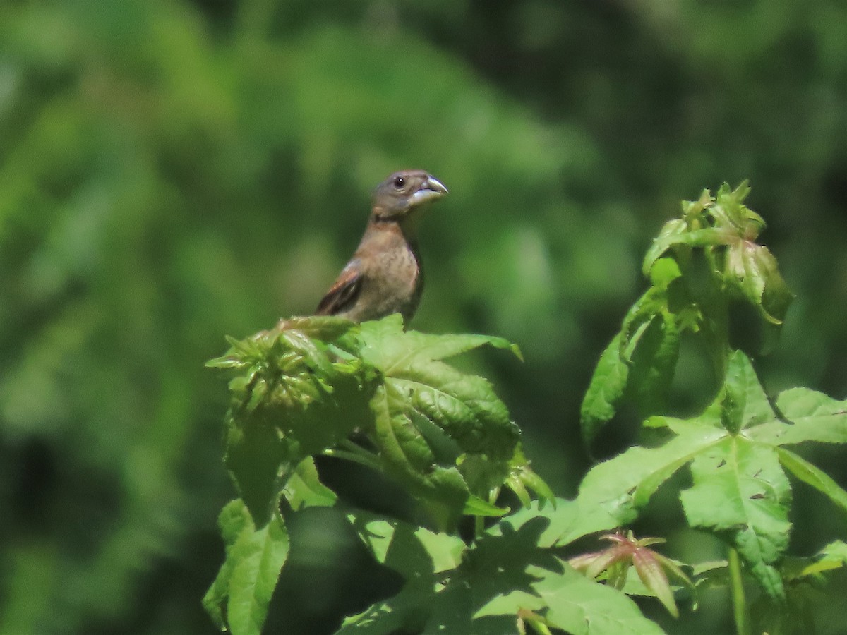 Blue Grosbeak - ML458255981