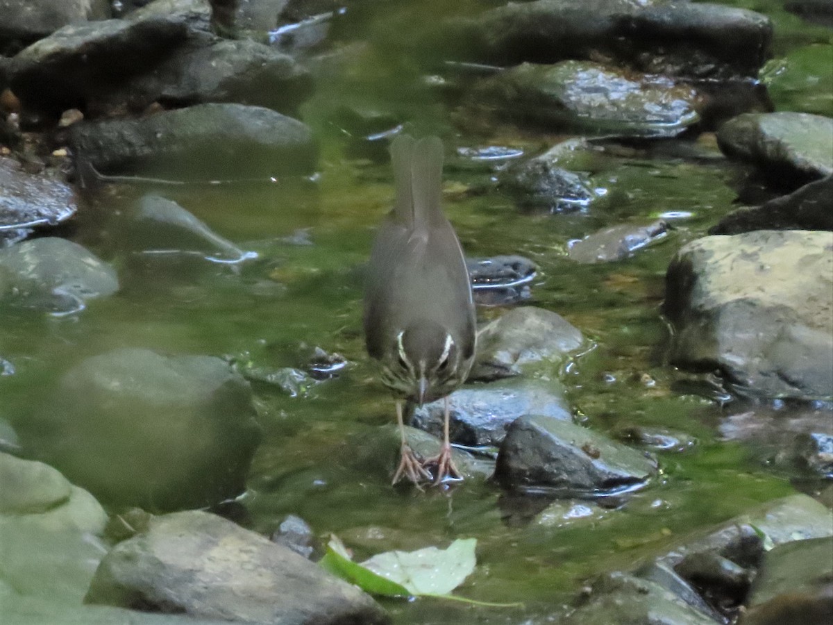 Louisiana Waterthrush - ML458255991