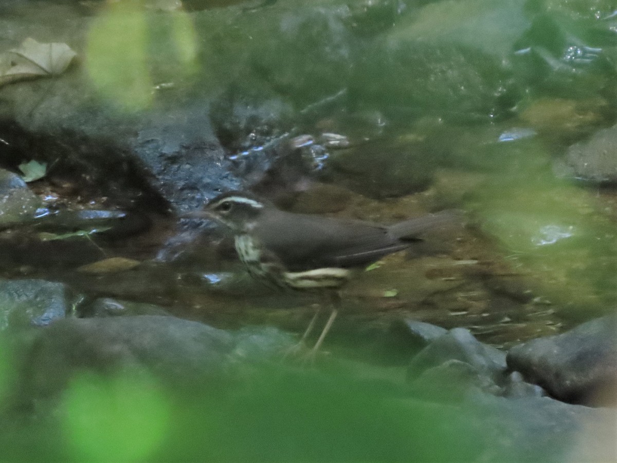 Louisiana Waterthrush - ML458256001