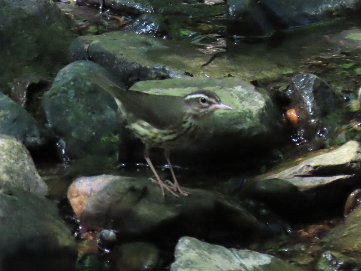 Louisiana Waterthrush - ML458256011