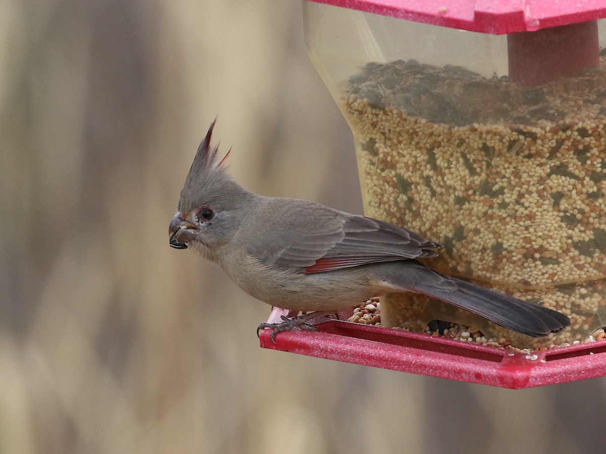 Pyrrhuloxia - Laura Ellis
