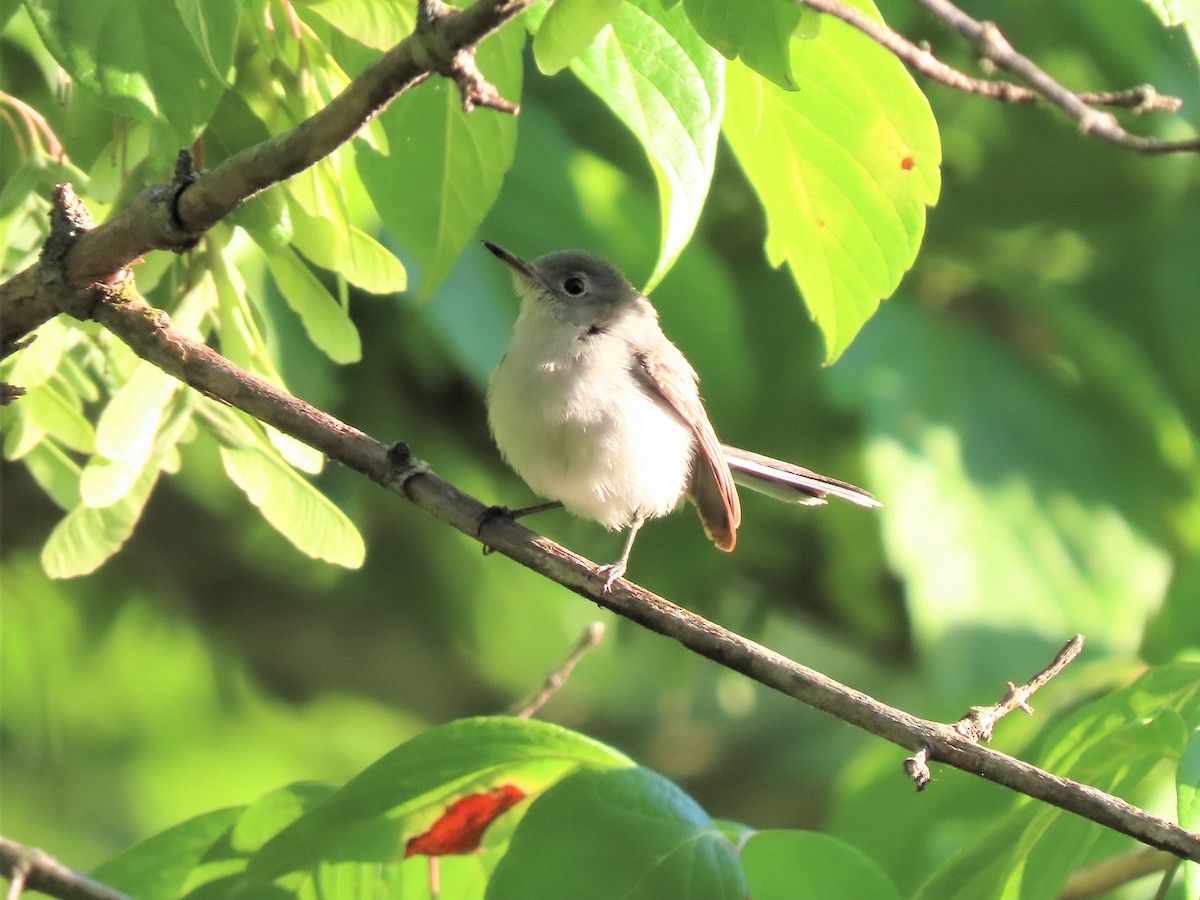 Blue-gray Gnatcatcher - ML458257511