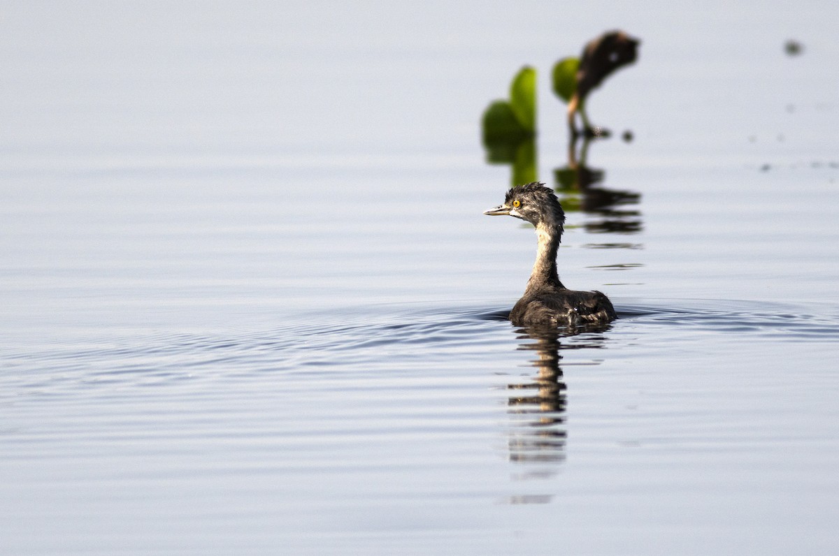 Least Grebe - javier  mesa