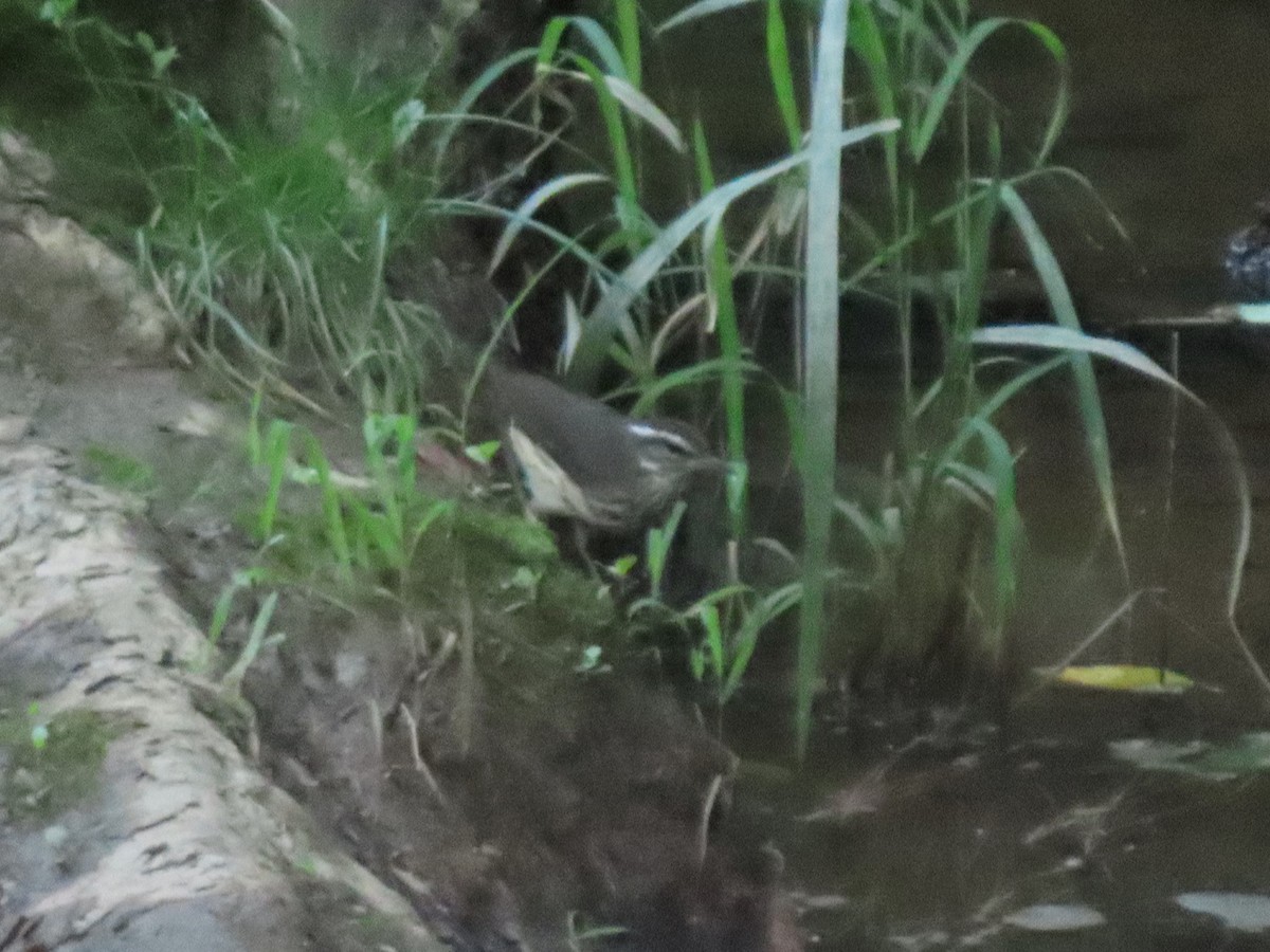 Louisiana Waterthrush - ML458257771