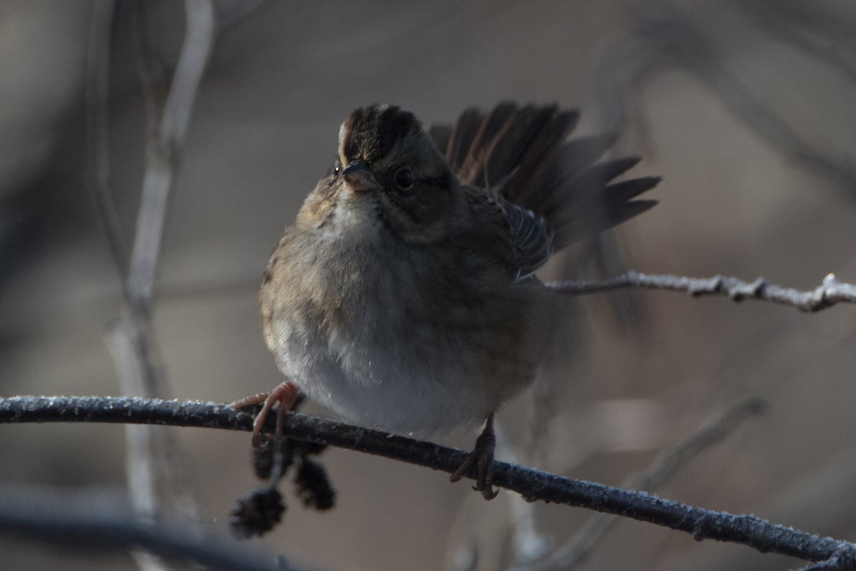 Swamp Sparrow - C. R. C.