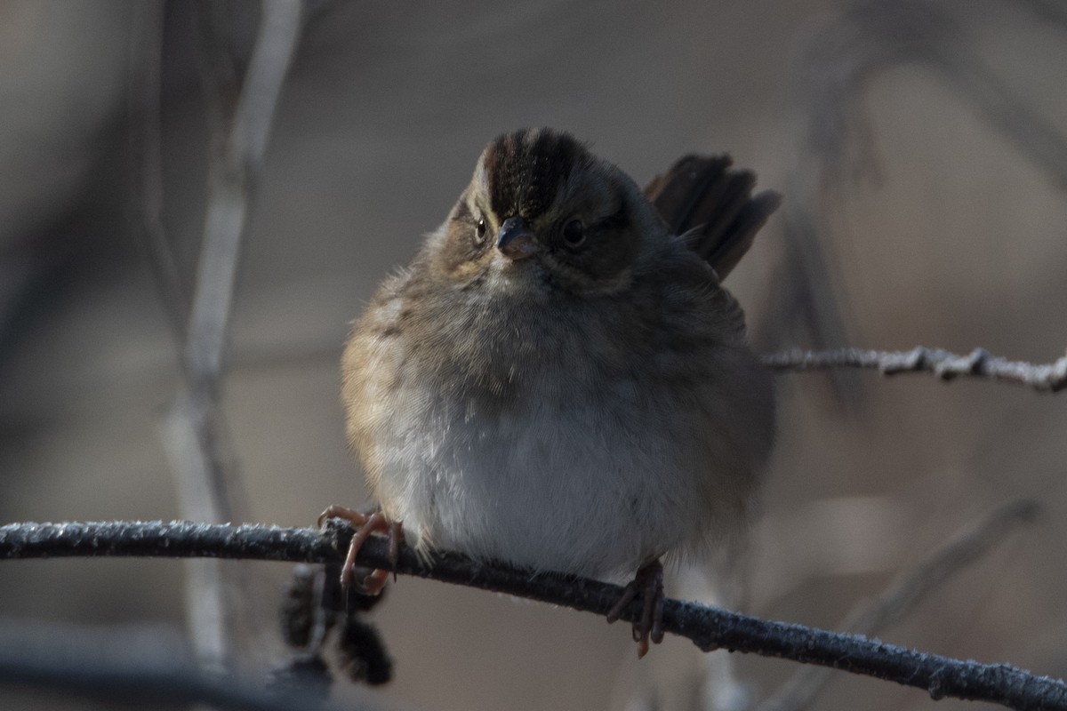 Swamp Sparrow - C. R. C.