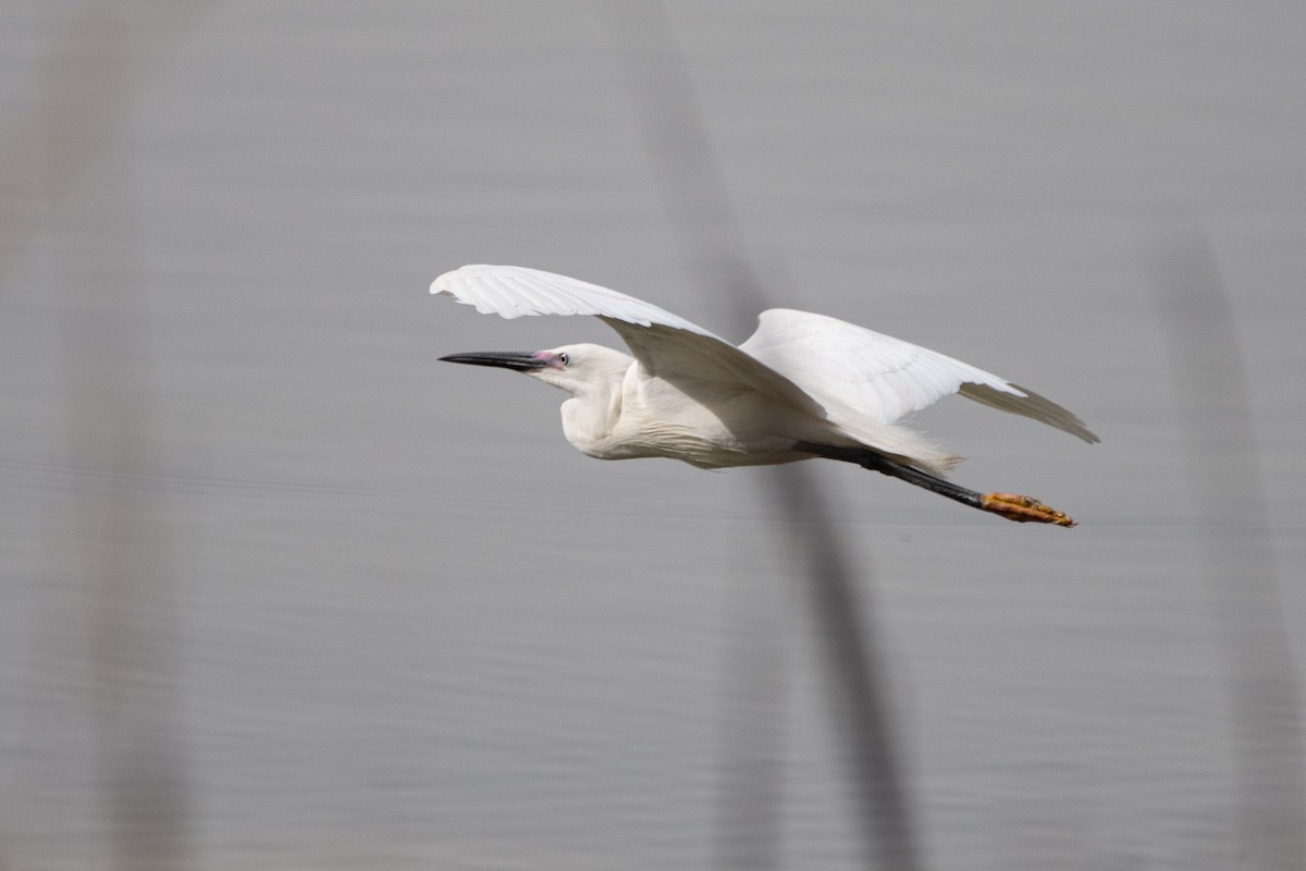 Little Egret - ML458260711