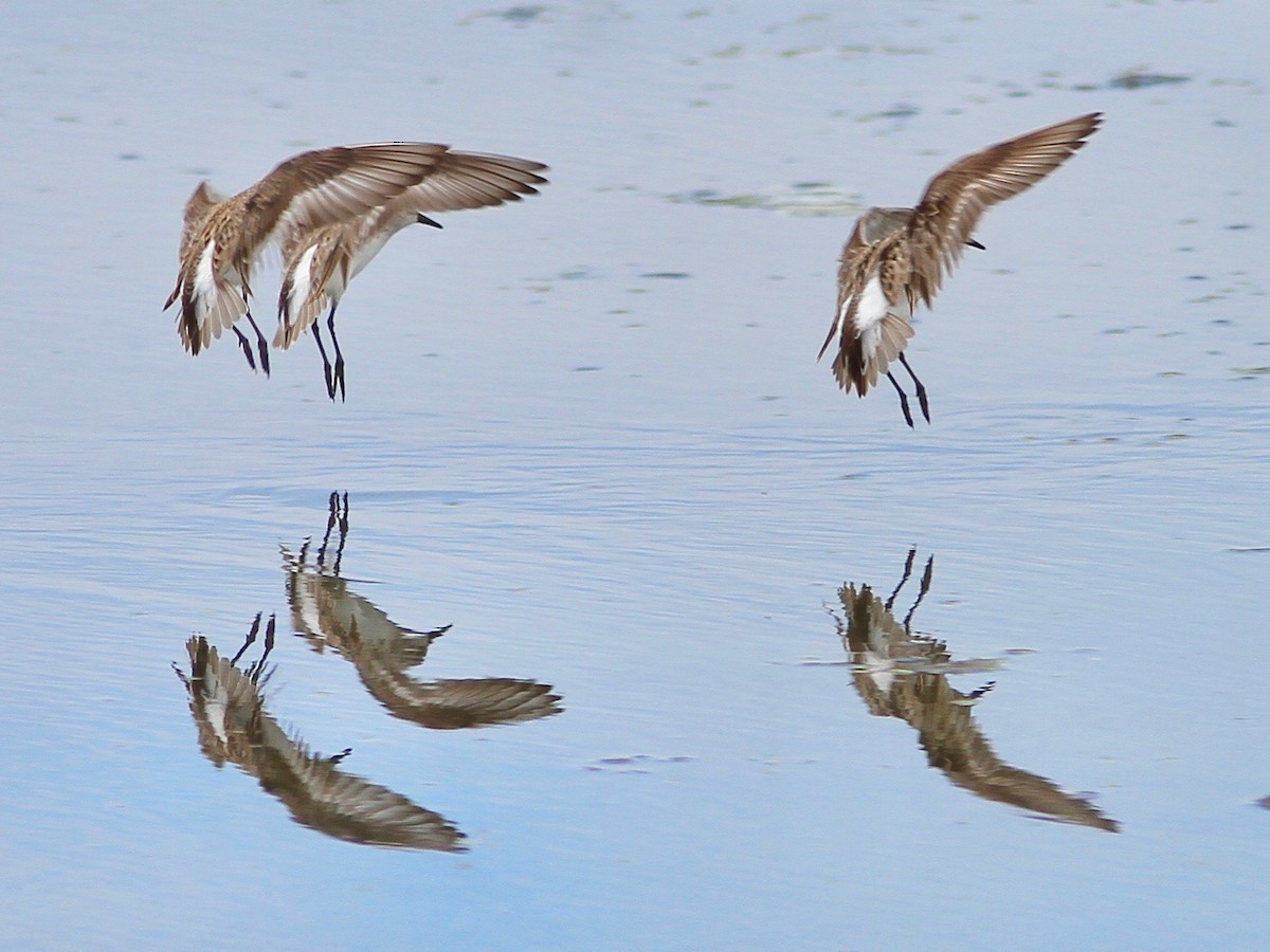 sandsnipe - ML458265091