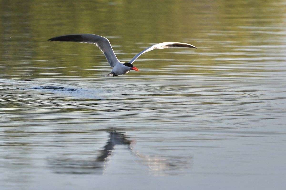 Caspian Tern - Charles Shen