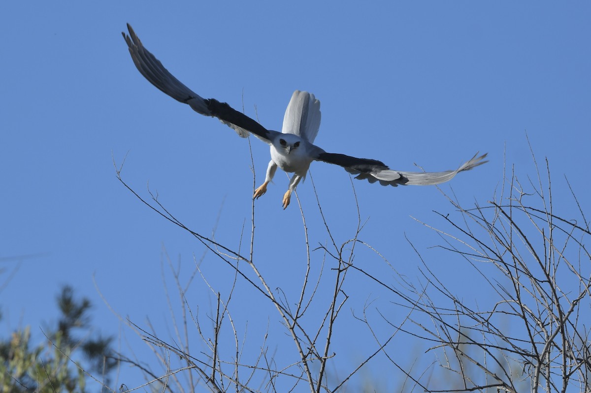 White-tailed Kite - Charles Shen