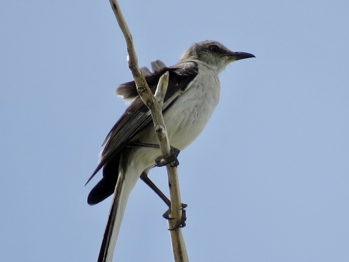 Northern Mockingbird - ML458267481