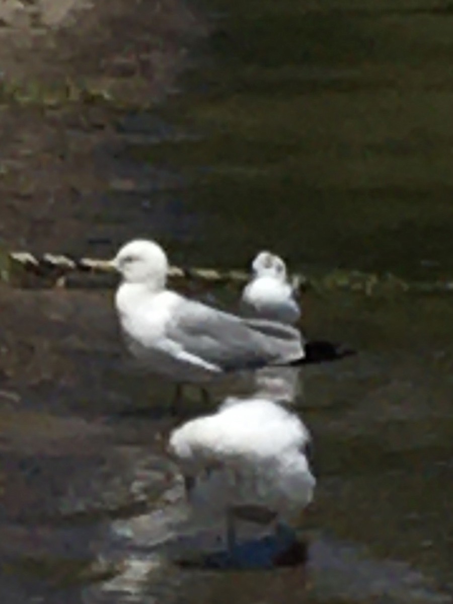 Mouette de Bonaparte - ML458268541