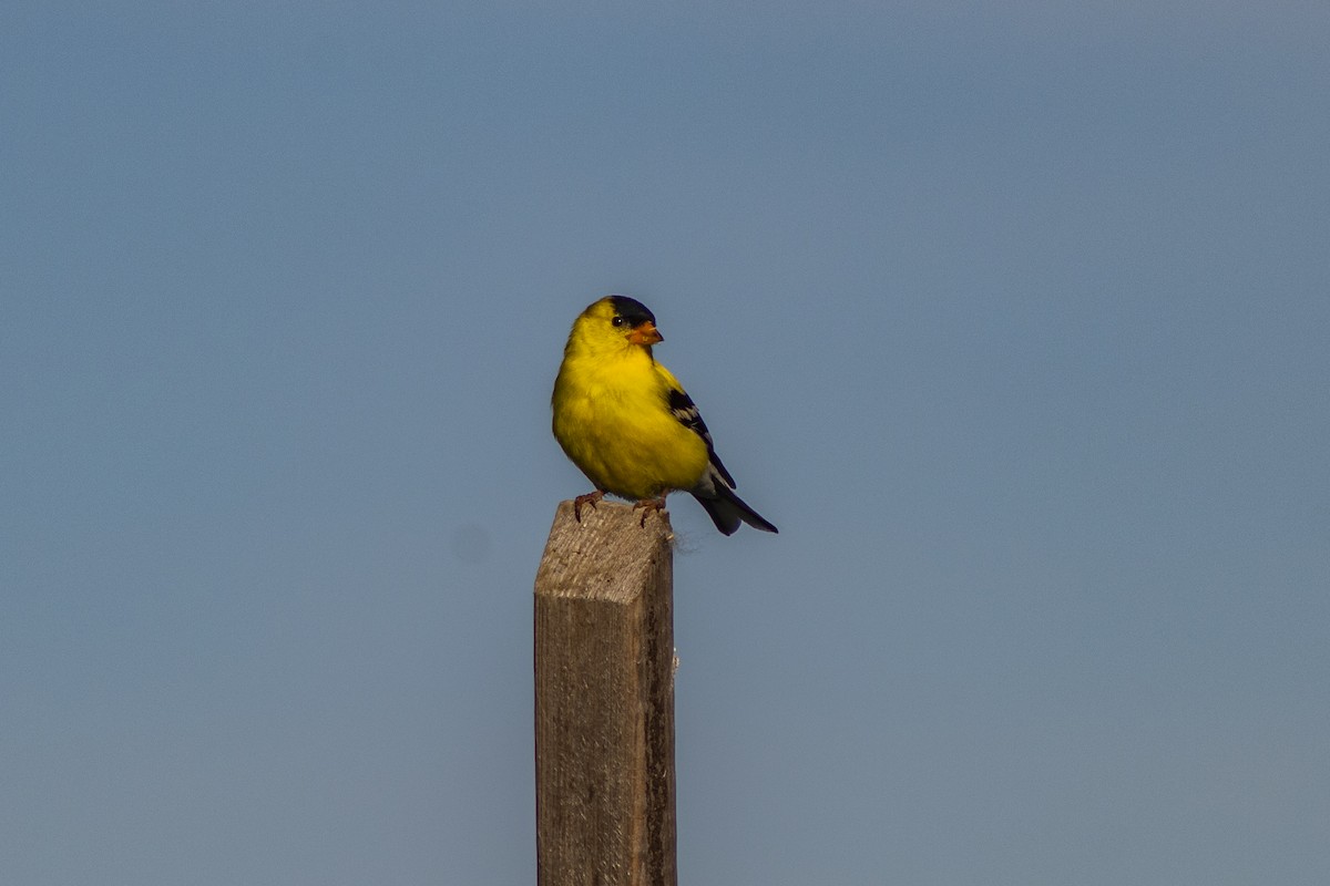 American Goldfinch - ML458269701