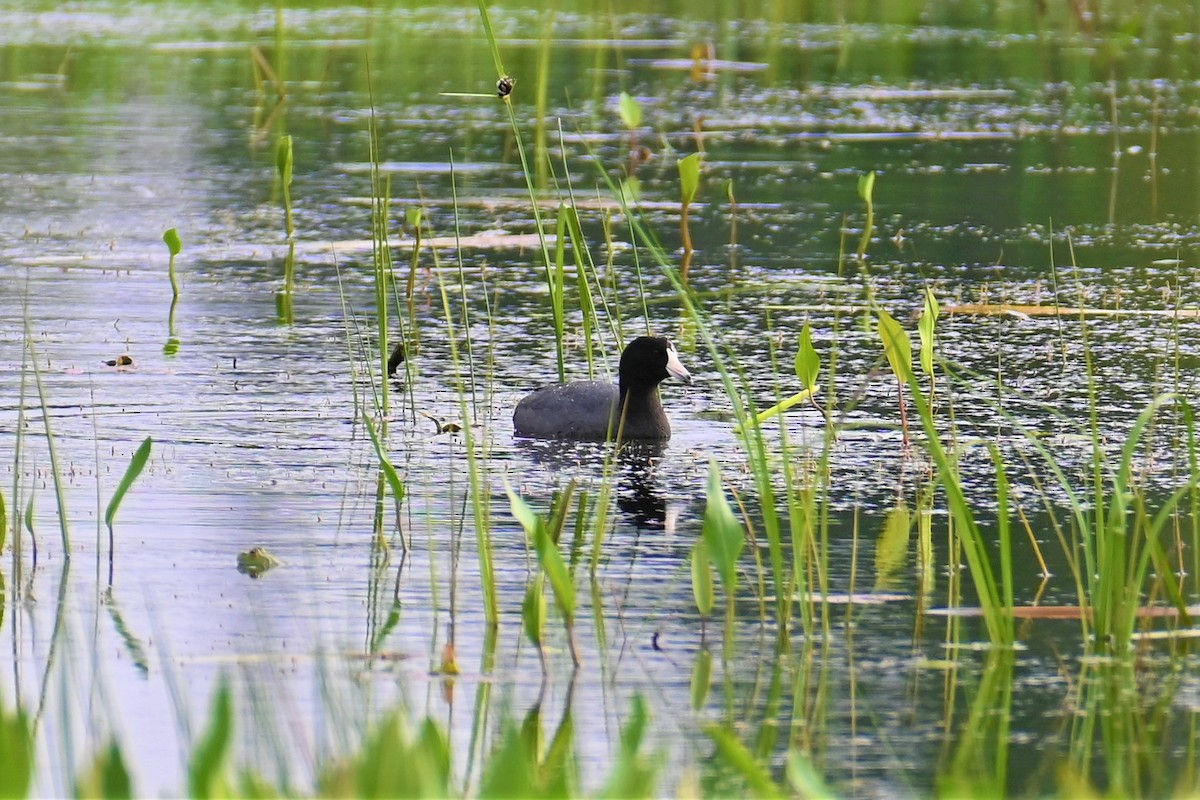 American Coot - ML458272051