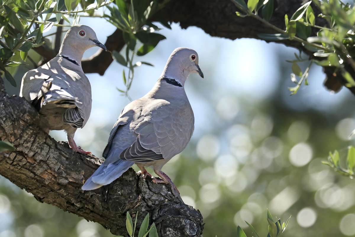 Eurasian Collared-Dove - Francisco Barroqueiro