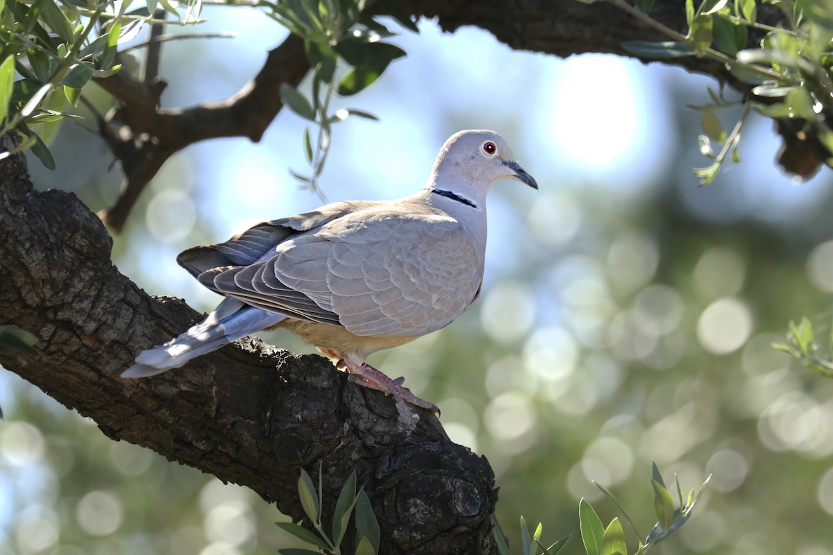 Eurasian Collared-Dove - Francisco Barroqueiro