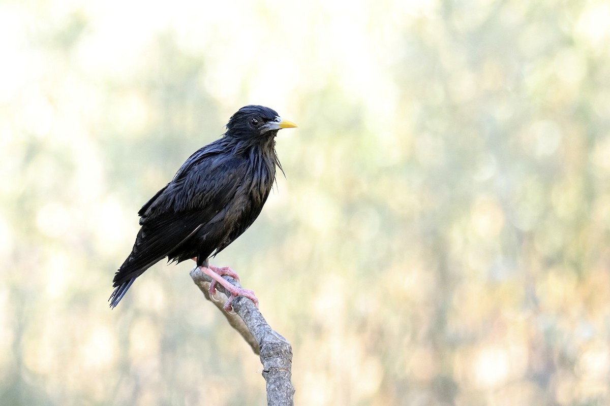 Spotless Starling - Francisco Barroqueiro