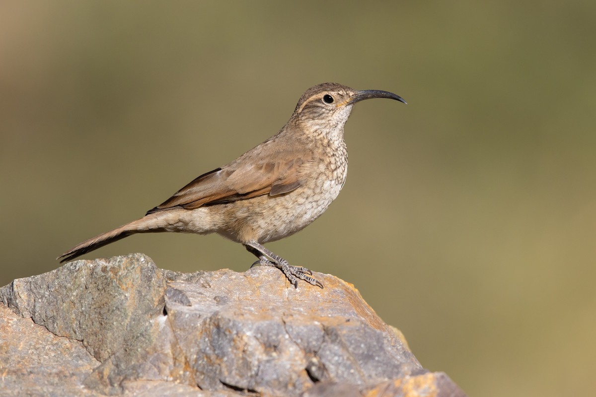 Scale-throated Earthcreeper - ML458273281