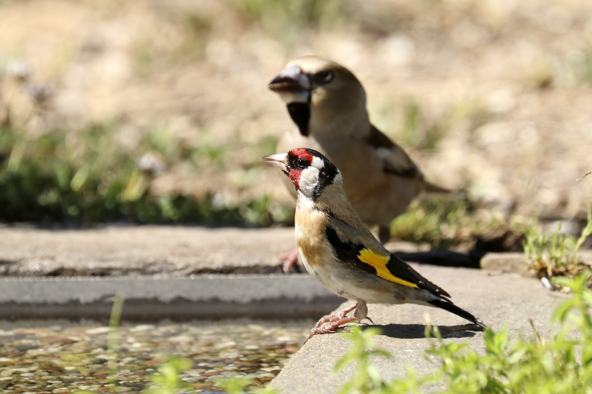 European Goldfinch - ML458273941