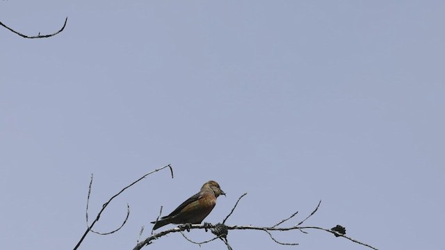 Red Crossbill - ML458275261