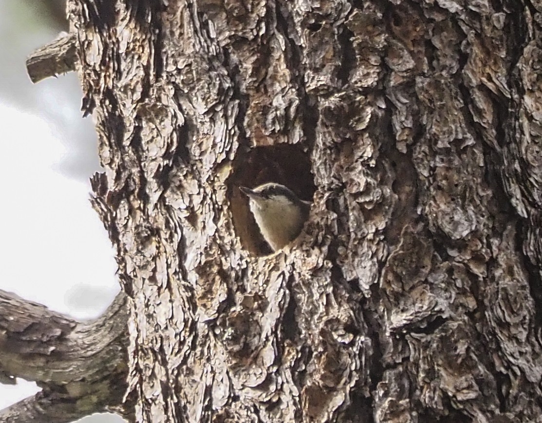 Pygmy Nuthatch - Joan Powell