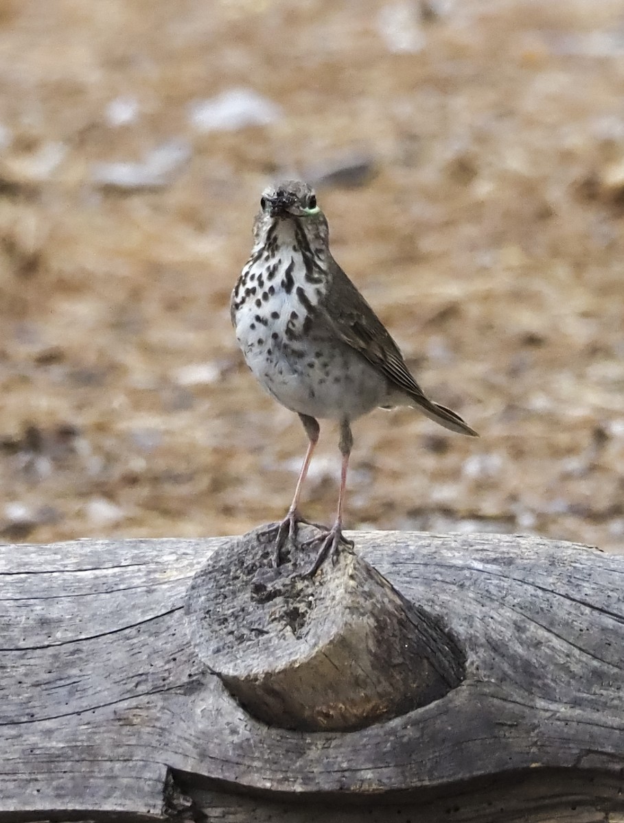 Hermit Thrush - ML458275471