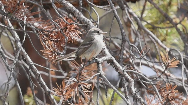 Gray Flycatcher - ML458275961