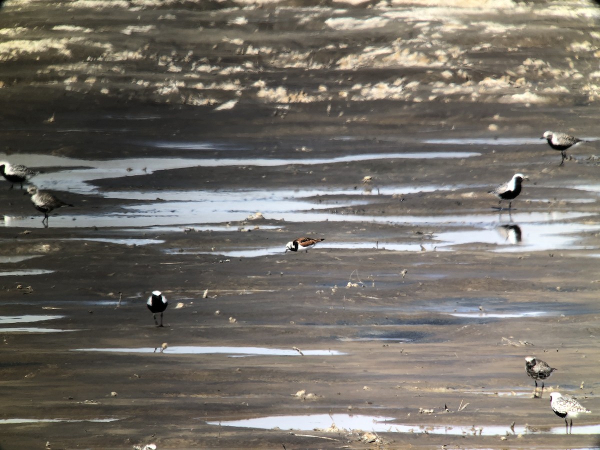 Ruddy Turnstone - ML458277661