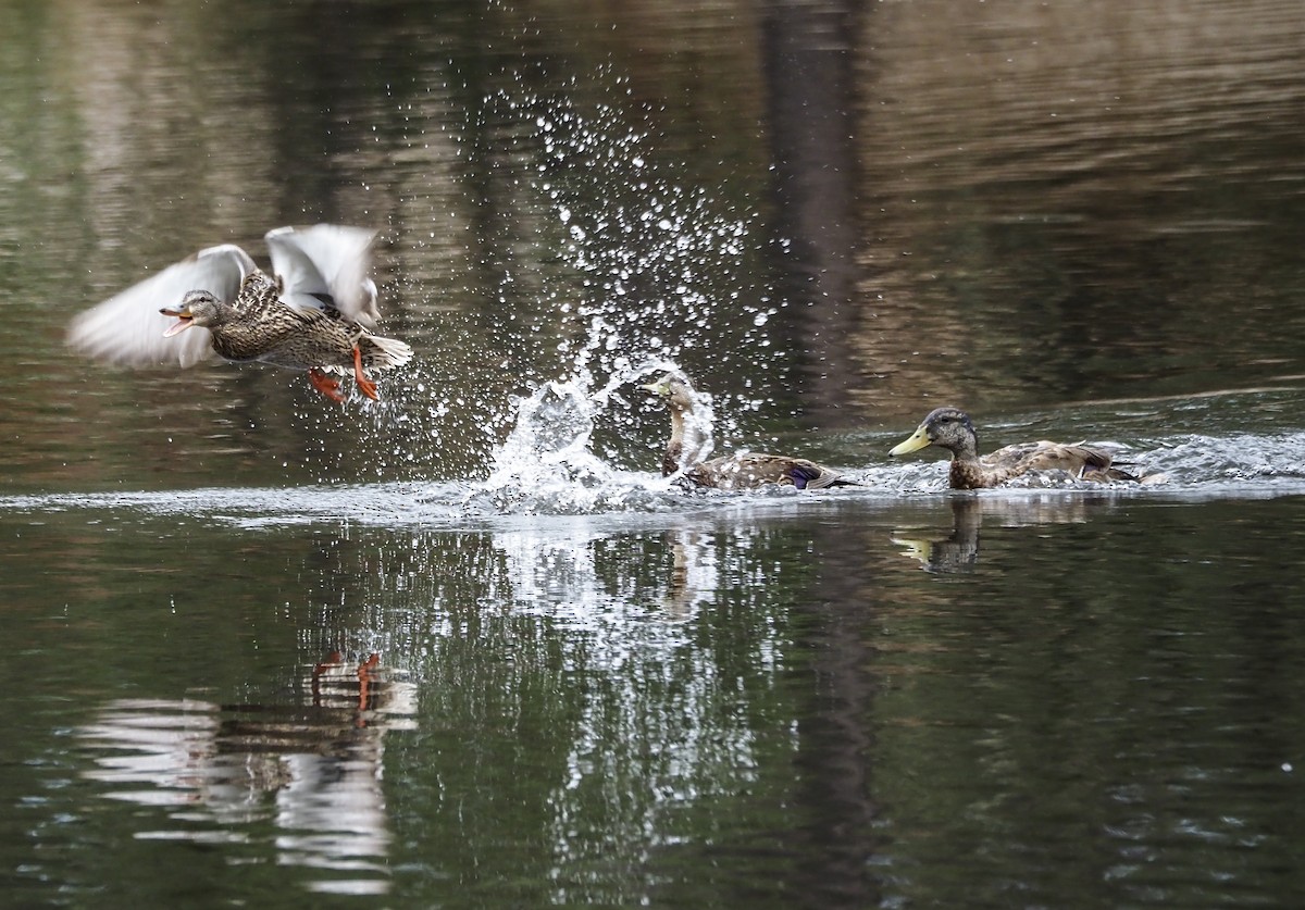 Canard colvert ou C. du Mexique - ML458278131