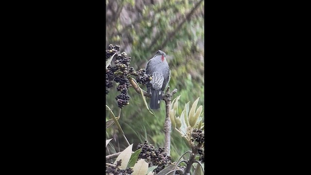アカカンムリカザリドリ - ML458278771