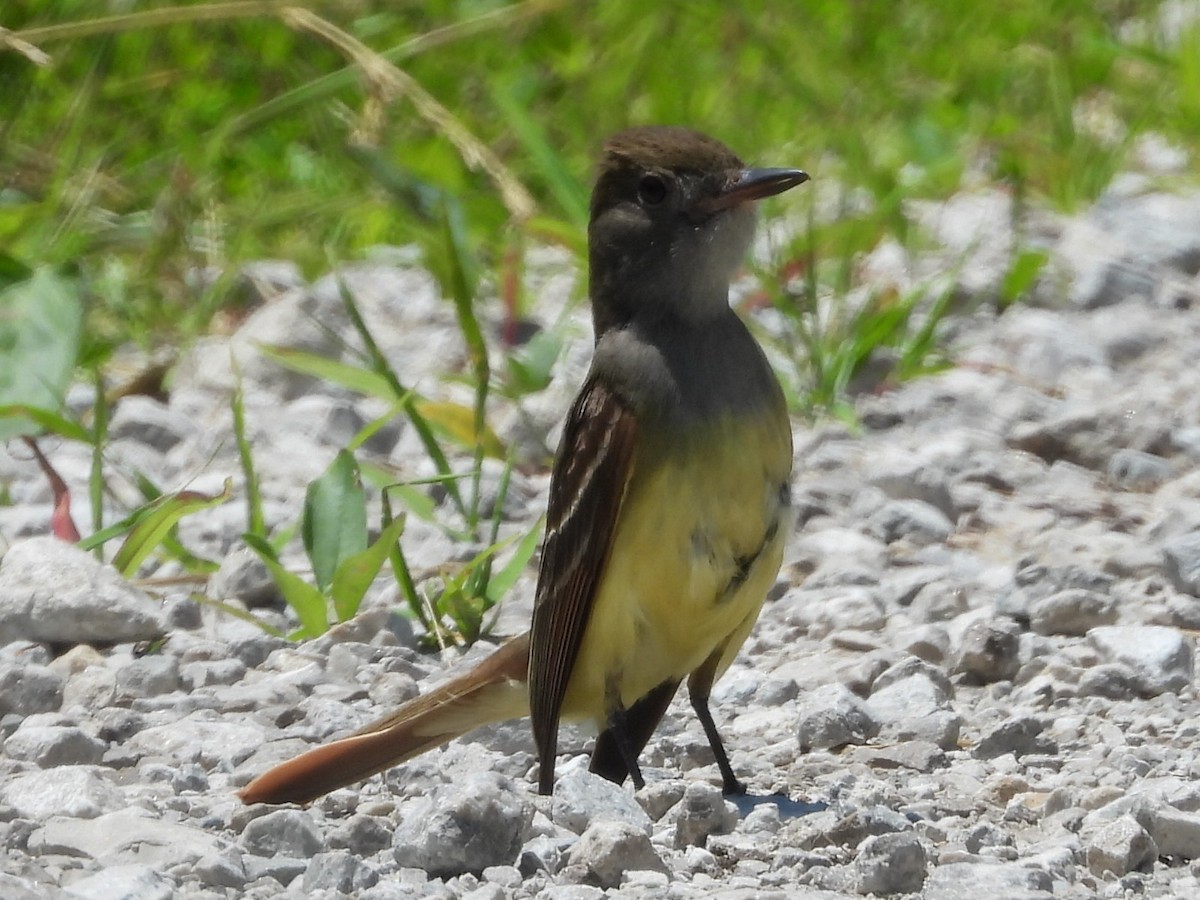 Great Crested Flycatcher - ML458278941