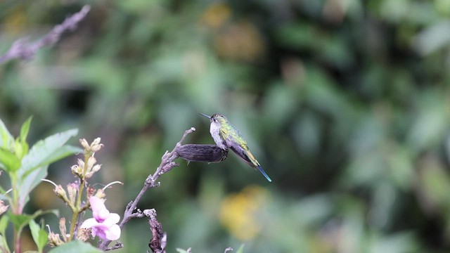 Colibrí Ventrigrís - ML458278971