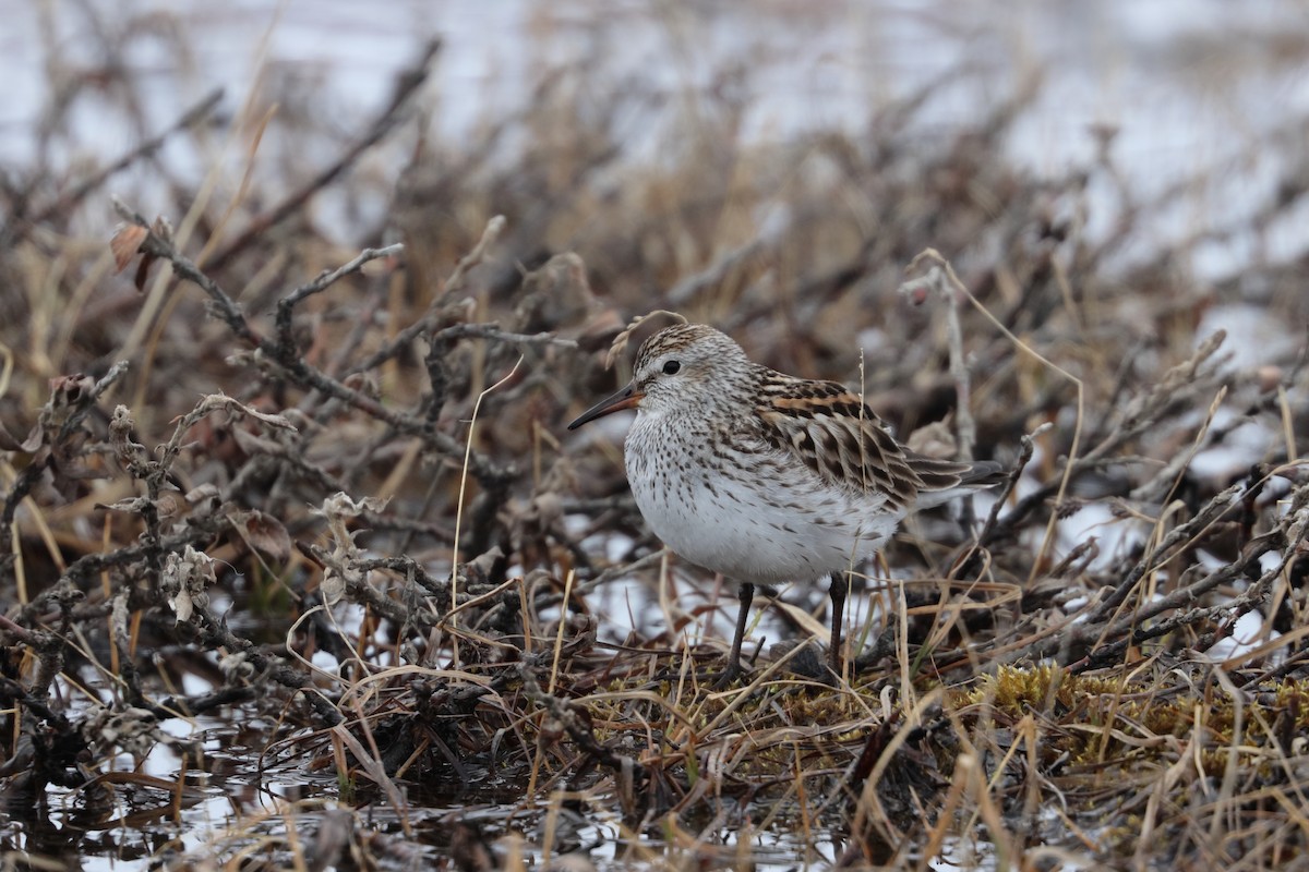 White-rumped Sandpiper - Dominique Berteaux