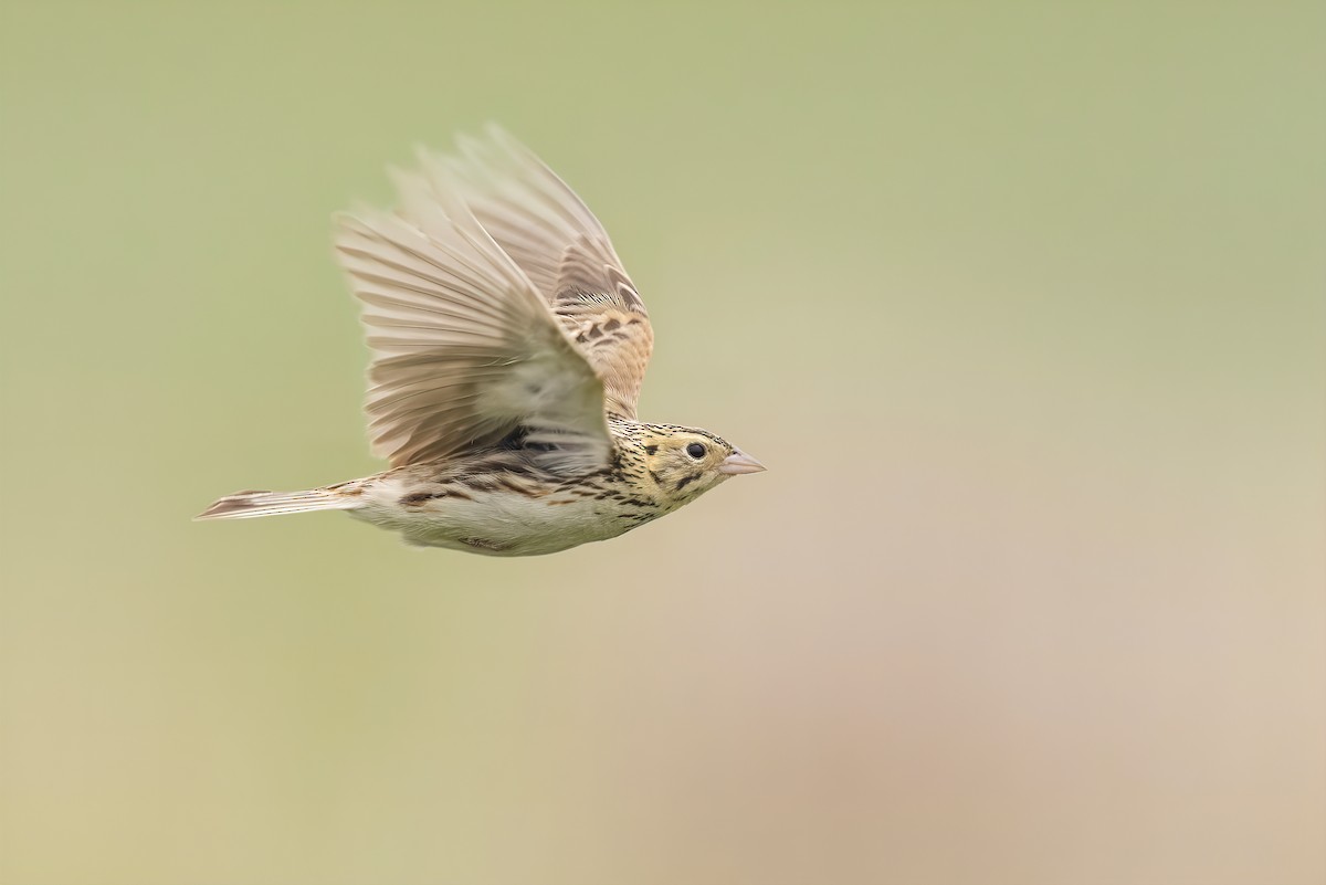 Baird's Sparrow - ML458279841