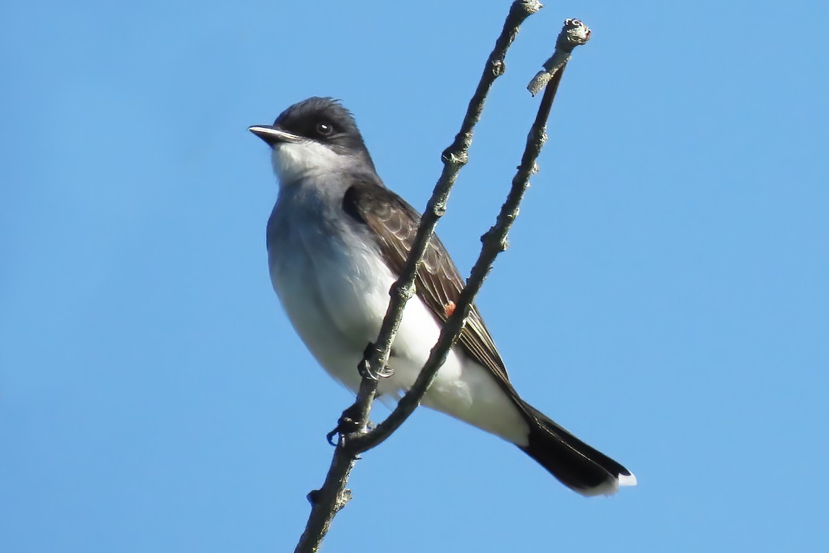 Eastern Kingbird - ML458280831